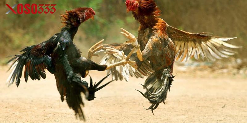 Câu Hỏi Thường Gặp khi Tham Gia Đá Gà Xoso333