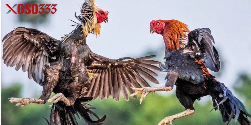 Tổng Quan Về Đá Gà Xoso333