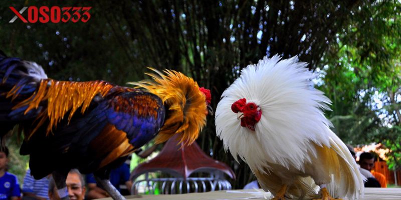 Ưu Đãi Đặc Biệt Cho Thành Viên Mới Tại Đá Gà Xoso333